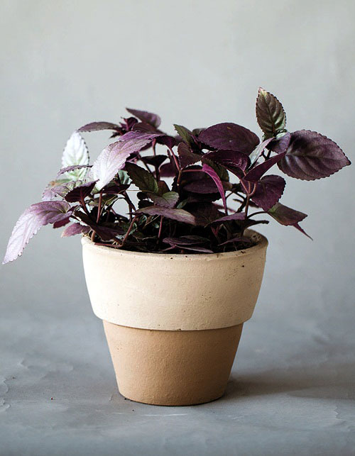 ดาดตะกั่ว