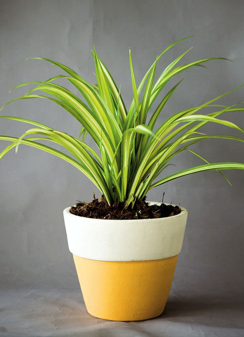 เตยด่าง