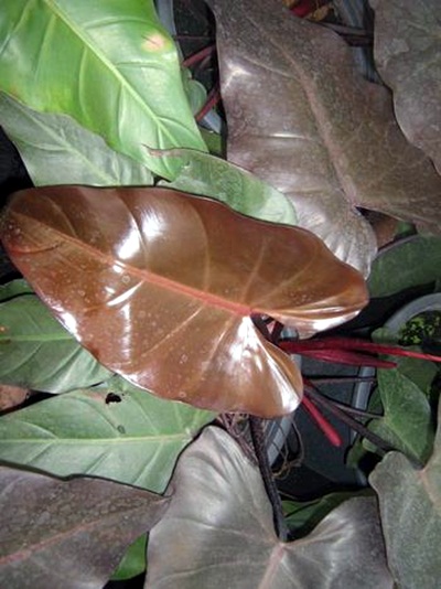 12 ต้นไม้ในร่ม ปลูกในบ้านได้ ไม่ต้องการแดดจัด 12 ต้นไม้ในร่ม ปลูกในบ้านได้ ไม่ต้องการแดดจัด