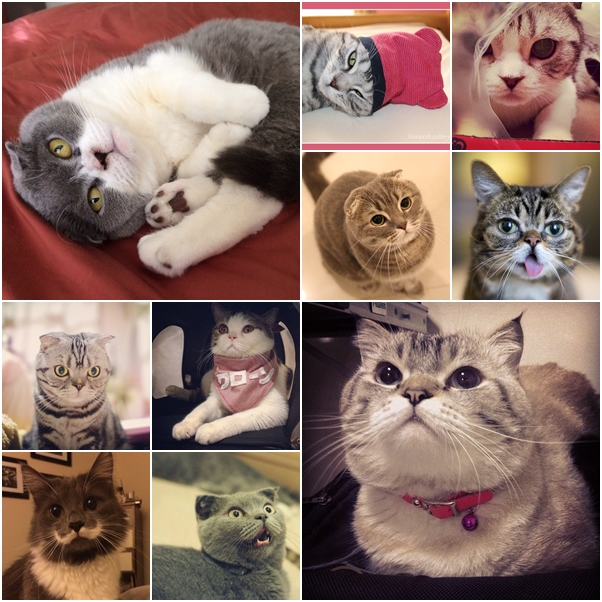 จัดเต็ม ! ชมภาพน่ารักของแมวเหมียว จาก IG น่าฟอลโลว์ จัดเต็ม ! ชมภาพน่ารักของแมวเหมียว จาก IG น่าฟอลโลว์