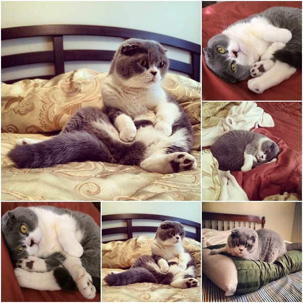 จัดเต็ม ! ชมภาพน่ารักของแมวเหมียว จาก IG น่าฟอลโลว์ จัดเต็ม ! ชมภาพน่ารักของแมวเหมียว จาก IG น่าฟอลโลว์