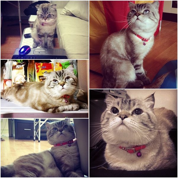 จัดเต็ม ! ชมภาพน่ารักของแมวเหมียว จาก IG น่าฟอลโลว์ จัดเต็ม ! ชมภาพน่ารักของแมวเหมียว จาก IG น่าฟอลโลว์