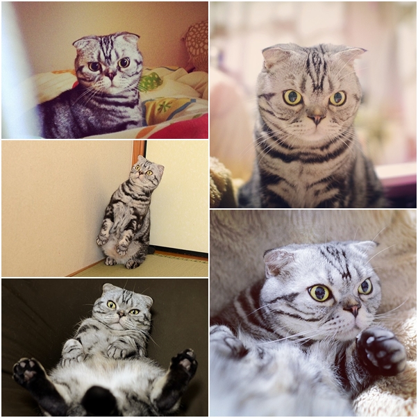 จัดเต็ม ! ชมภาพน่ารักของแมวเหมียว จาก IG น่าฟอลโลว์ จัดเต็ม ! ชมภาพน่ารักของแมวเหมียว จาก IG น่าฟอลโลว์