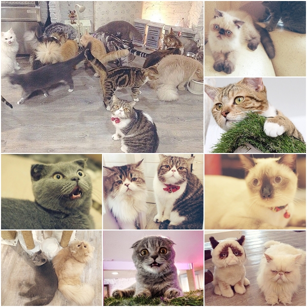 จัดเต็ม ! ชมภาพน่ารักของแมวเหมียว จาก IG น่าฟอลโลว์ จัดเต็ม ! ชมภาพน่ารักของแมวเหมียว จาก IG น่าฟอลโลว์