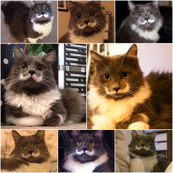 จัดเต็ม ! ชมภาพน่ารักของแมวเหมียว จาก IG น่าฟอลโลว์ จัดเต็ม ! ชมภาพน่ารักของแมวเหมียว จาก IG น่าฟอลโลว์