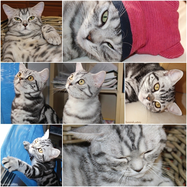 จัดเต็ม ! ชมภาพน่ารักของแมวเหมียว จาก IG น่าฟอลโลว์ จัดเต็ม ! ชมภาพน่ารักของแมวเหมียว จาก IG น่าฟอลโลว์