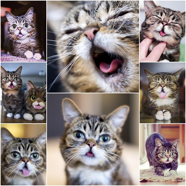 จัดเต็ม ! ชมภาพน่ารักของแมวเหมียว จาก IG น่าฟอลโลว์ จัดเต็ม ! ชมภาพน่ารักของแมวเหมียว จาก IG น่าฟอลโลว์