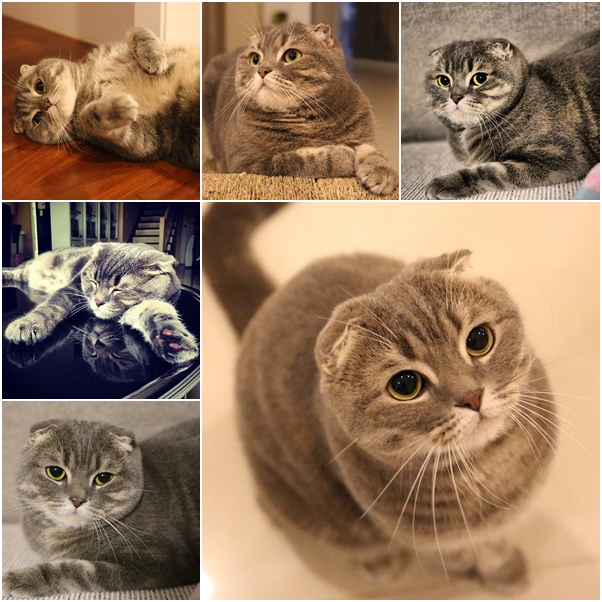 จัดเต็ม ! ชมภาพน่ารักของแมวเหมียว จาก IG น่าฟอลโลว์ จัดเต็ม ! ชมภาพน่ารักของแมวเหมียว จาก IG น่าฟอลโลว์