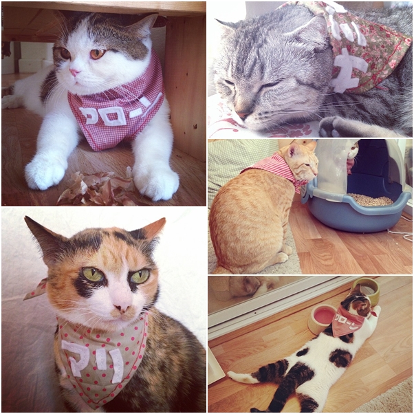 จัดเต็ม ! ชมภาพน่ารักของแมวเหมียว จาก IG น่าฟอลโลว์ จัดเต็ม ! ชมภาพน่ารักของแมวเหมียว จาก IG น่าฟอลโลว์