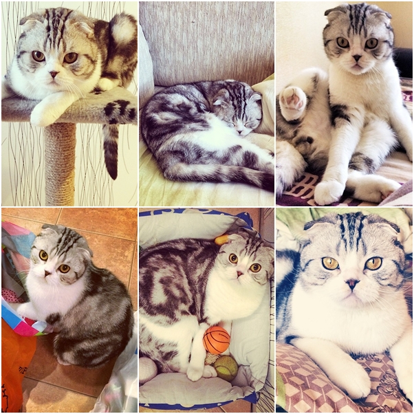 จัดเต็ม ! ชมภาพน่ารักของแมวเหมียว จาก IG น่าฟอลโลว์ จัดเต็ม ! ชมภาพน่ารักของแมวเหมียว จาก IG น่าฟอลโลว์