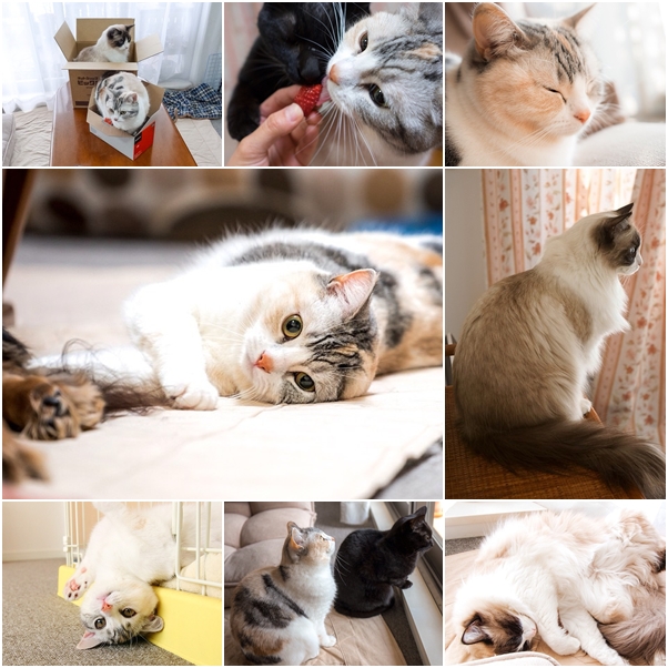 จัดเต็ม ! ชมภาพน่ารักของแมวเหมียว จาก IG น่าฟอลโลว์ จัดเต็ม ! ชมภาพน่ารักของแมวเหมียว จาก IG น่าฟอลโลว์