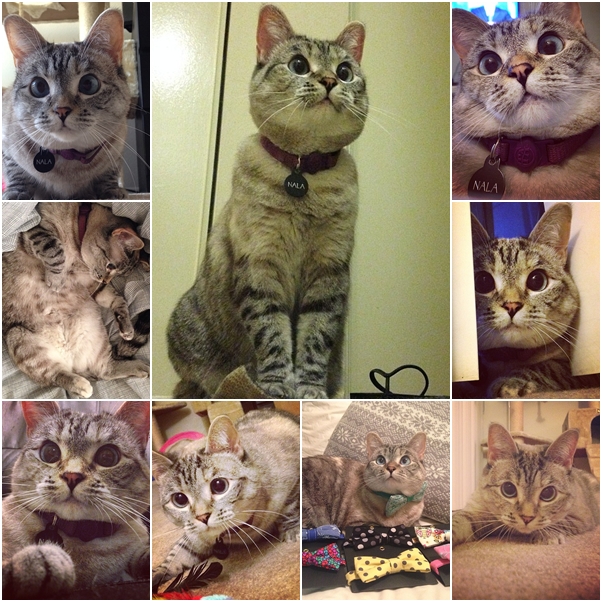 จัดเต็ม ! ชมภาพน่ารักของแมวเหมียว จาก IG น่าฟอลโลว์ จัดเต็ม ! ชมภาพน่ารักของแมวเหมียว จาก IG น่าฟอลโลว์