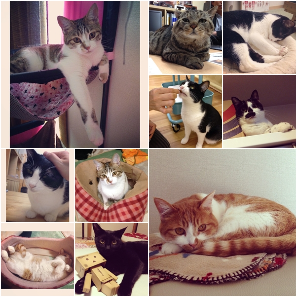 จัดเต็ม ! ชมภาพน่ารักของแมวเหมียว จาก IG น่าฟอลโลว์ จัดเต็ม ! ชมภาพน่ารักของแมวเหมียว จาก IG น่าฟอลโลว์