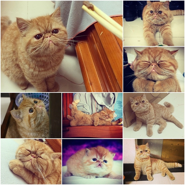 จัดเต็ม ! ชมภาพน่ารักของแมวเหมียว จาก IG น่าฟอลโลว์ จัดเต็ม ! ชมภาพน่ารักของแมวเหมียว จาก IG น่าฟอลโลว์