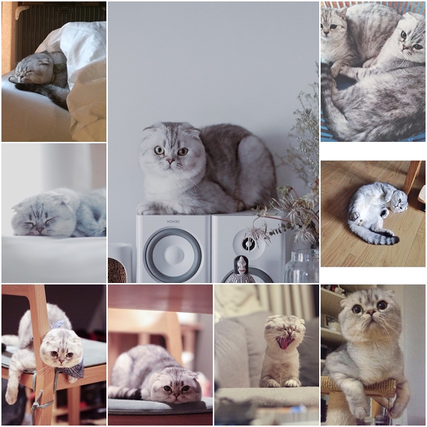 จัดเต็ม ! ชมภาพน่ารักของแมวเหมียว จาก IG น่าฟอลโลว์ จัดเต็ม ! ชมภาพน่ารักของแมวเหมียว จาก IG น่าฟอลโลว์