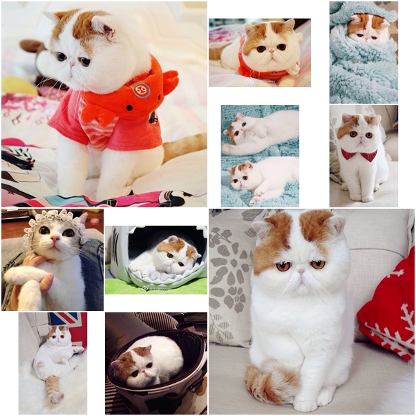 จัดเต็ม ! ชมภาพน่ารักของแมวเหมียว จาก IG น่าฟอลโลว์ จัดเต็ม ! ชมภาพน่ารักของแมวเหมียว จาก IG น่าฟอลโลว์