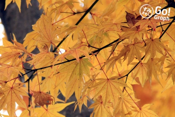9 เมืองโดนใจในญี่ปุ่น อีกหนึ่งทางเลือกของนักเดินทาง 9 เมืองโดนใจในญี่ปุ่น อีกหนึ่งทางเลือกของนักเดินทาง