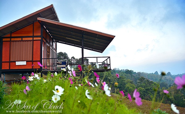 3 ความงามแห่งขุนเขา ภูลังกา ดอยแม่ตะมาน ดอยอินทนนท์ 3 ความงามแห่งขุนเขา ภูลังกา ดอยแม่ตะมาน ดอยอินทนนท์