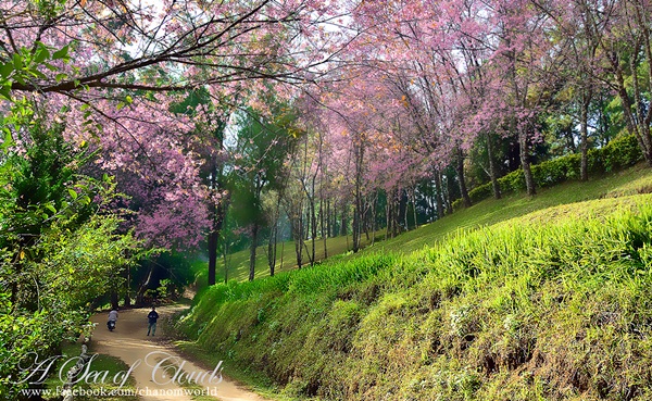 3 ความงามแห่งขุนเขา ภูลังกา ดอยแม่ตะมาน ดอยอินทนนท์ 3 ความงามแห่งขุนเขา ภูลังกา ดอยแม่ตะมาน ดอยอินทนนท์