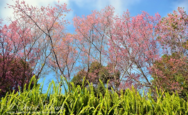 3 ความงามแห่งขุนเขา ภูลังกา ดอยแม่ตะมาน ดอยอินทนนท์ 3 ความงามแห่งขุนเขา ภูลังกา ดอยแม่ตะมาน ดอยอินทนนท์
