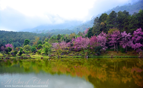 3 ความงามแห่งขุนเขา ภูลังกา ดอยแม่ตะมาน ดอยอินทนนท์ 3 ความงามแห่งขุนเขา ภูลังกา ดอยแม่ตะมาน ดอยอินทนนท์