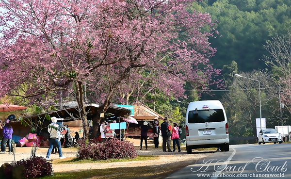 3 ความงามแห่งขุนเขา ภูลังกา ดอยแม่ตะมาน ดอยอินทนนท์ 3 ความงามแห่งขุนเขา ภูลังกา ดอยแม่ตะมาน ดอยอินทนนท์