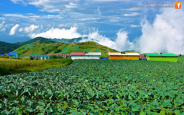 เมื่อสายหมอกโอบกอดขุนเขา @ ภูทับเบิก ในฤดูฝน เมื่อสายหมอกโอบกอดขุนเขา @ ภูทับเบิก ในฤดูฝน