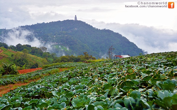 เมื่อสายหมอกโอบกอดขุนเขา @ ภูทับเบิก ในฤดูฝน เมื่อสายหมอกโอบกอดขุนเขา @ ภูทับเบิก ในฤดูฝน