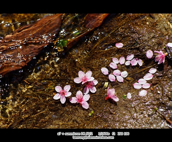 ดอยอินทนนท์ สูงสุดแดนสยาม สวยงามทุกฤดูกาล ดอยอินทนนท์ สูงสุดแดนสยาม สวยงามทุกฤดูกาล