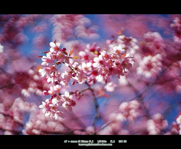ดอยอินทนนท์ สูงสุดแดนสยาม สวยงามทุกฤดูกาล ดอยอินทนนท์ สูงสุดแดนสยาม สวยงามทุกฤดูกาล