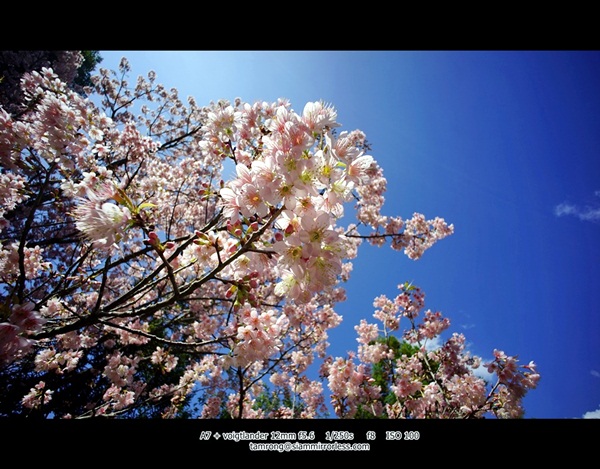 ดอยอินทนนท์ สูงสุดแดนสยาม สวยงามทุกฤดูกาล ดอยอินทนนท์ สูงสุดแดนสยาม สวยงามทุกฤดูกาล