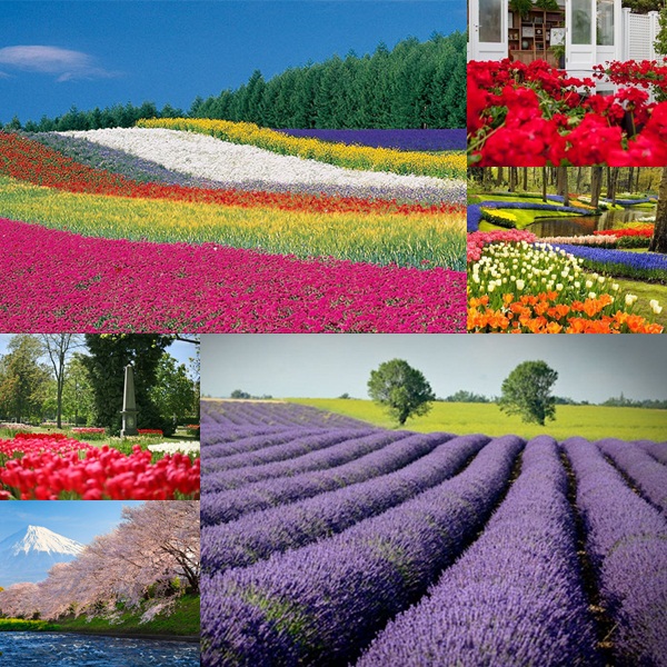 ตรึงใจกับเส้นทางชมดอกไม้สวย ๆ ทั่วโลก ที่ต้องร้องว้าว ตรึงใจกับเส้นทางชมดอกไม้สวย ๆ ทั่วโลก ที่ต้องร้องว้าว