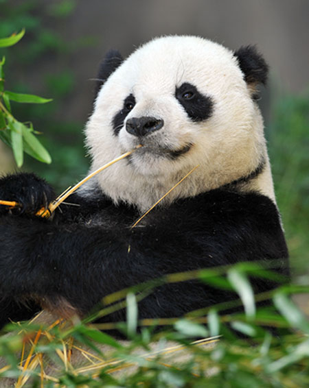 10 เรื่องน่าประทับใจในเอเชียจากมุมมองของต่างชาติ 10 เรื่องน่าประทับใจในเอเชียจากมุมมองของต่างชาติ