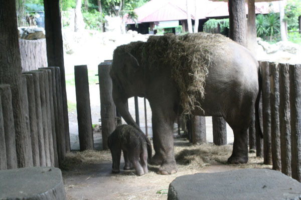 สวนสัตว์เชียงใหม่เฮ! ช้างพังไชโยตกลูก 1 ตัว
