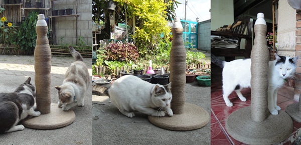 DIY ที่ลับเล็บแมวจากขวดพลาสติก ไอเดียนี้เหมียวปลื้ม DIY ที่ลับเล็บแมวจากขวดพลาสติก ไอเดียนี้เหมียวปลื้ม