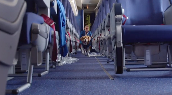 พนักงานบีเกิ้ล สายการบิน KLM ที่แท้มีแค่ในโฆษณา พนักงานบีเกิ้ล สายการบิน KLM ที่แท้มีแค่ในโฆษณา