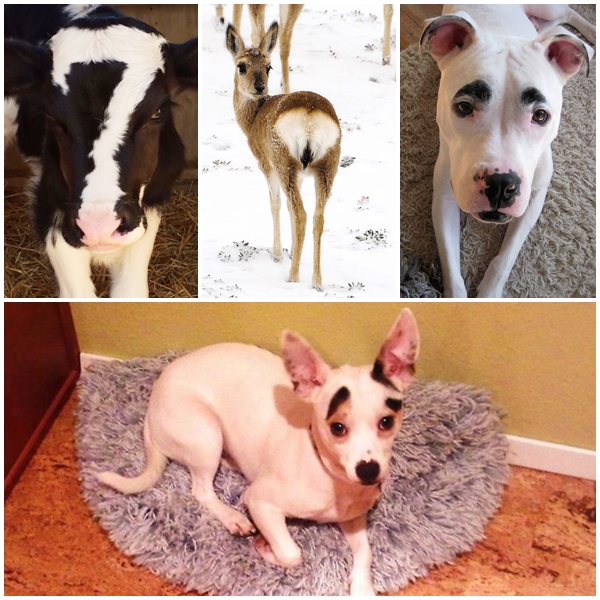 15 ภาพสัตว์กับความไม่ธรรมดาของขน ที่คนเห็นแล้วฮา 15 ภาพสัตว์กับความไม่ธรรมดาของขน ที่คนเห็นแล้วฮา