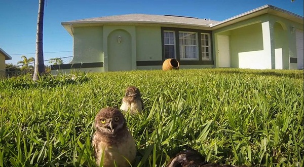 คลิปนกฮูก โชว์สเต็ปแดนซ์สุดฮา คลิปนกฮูก โชว์สเต็ปแดนซ์สุดฮา