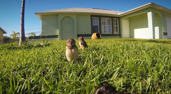 คลิปนกฮูก โชว์สเต็ปแดนซ์สุดฮา คลิปนกฮูก โชว์สเต็ปแดนซ์สุดฮา