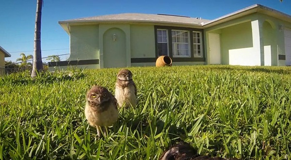 คลิปนกฮูก โชว์สเต็ปแดนซ์สุดฮา คลิปนกฮูก โชว์สเต็ปแดนซ์สุดฮา