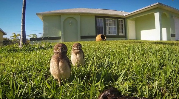 คลิปนกฮูก โชว์สเต็ปแดนซ์สุดฮา คลิปนกฮูก โชว์สเต็ปแดนซ์สุดฮา