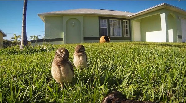 คลิปนกฮูก โชว์สเต็ปแดนซ์สุดฮา คลิปนกฮูก โชว์สเต็ปแดนซ์สุดฮา