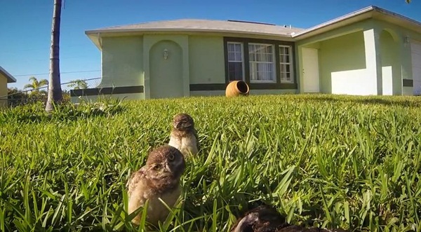 คลิปนกฮูก โชว์สเต็ปแดนซ์สุดฮา คลิปนกฮูก โชว์สเต็ปแดนซ์สุดฮา