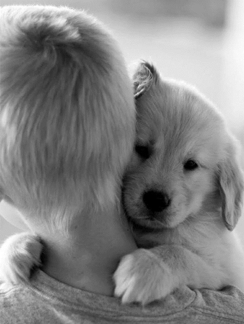 ภาพน่ารักๆ ระหว่างความผูกพันของคนกับหมา ภาพน่ารักๆ ระหว่างความผูกพันของคนกับหมา