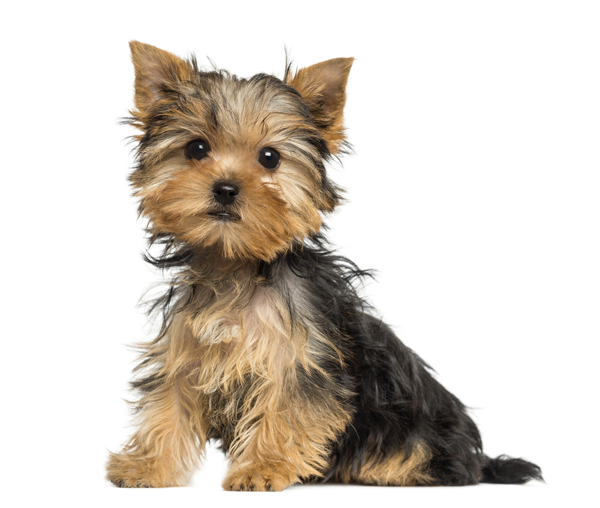 สุนัขตัวเล็ก พันธุ์ยอร์กเชียร์ เทอร์เรีย Yorkshire Terrier สุนัขตัวเล็ก พันธุ์ยอร์กเชียร์ เทอร์เรีย Yorkshire Terrier
