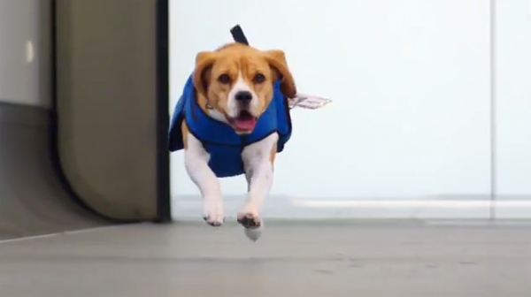 พนักงานบีเกิ้ล สายการบิน KLM ที่แท้มีแค่ในโฆษณา พนักงานบีเกิ้ล สายการบิน KLM ที่แท้มีแค่ในโฆษณา