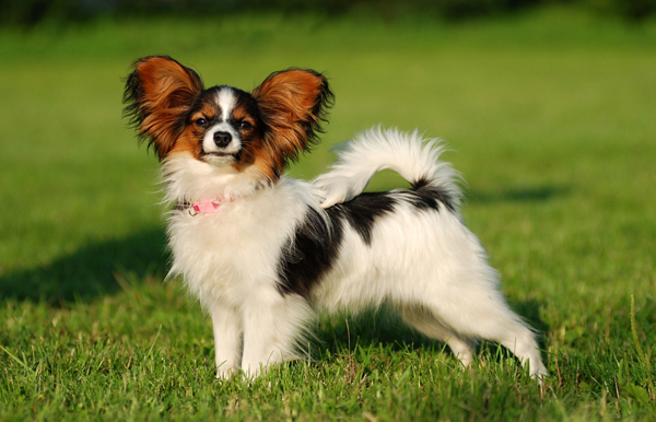 สุนัขตัวเล็ก พันธุ์ปาปิลลอน Papillon สุนัขตัวเล็ก พันธุ์ปาปิลลอน Papillon