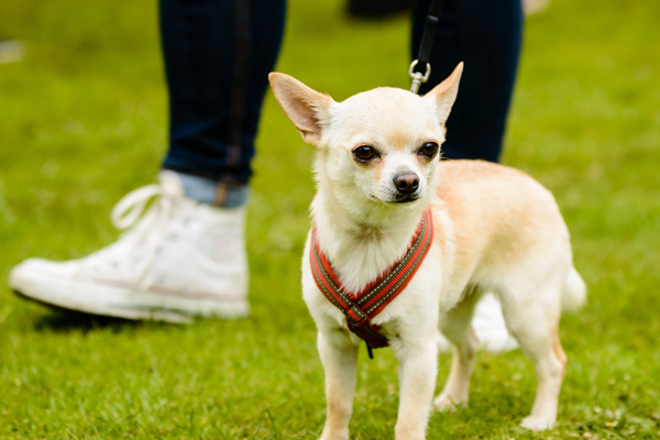 สุนัขตัวเล็ก พันธุ์ชิวาวา Chihuahua สุนัขตัวเล็ก พันธุ์ชิวาวา Chihuahua