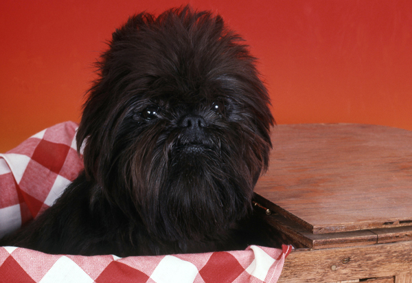 สุนัขตัวเล็ก พันธุ์อัฟเฟนพินเชอร์ Affenpinscher สุนัขตัวเล็ก พันธุ์อัฟเฟนพินเชอร์ Affenpinscher