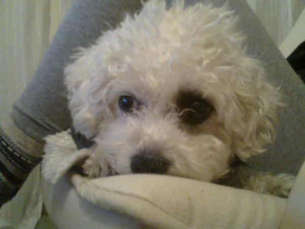 15 ภาพสัตว์กับความไม่ธรรมดาของขน ที่คนเห็นแล้วฮา 15 ภาพสัตว์กับความไม่ธรรมดาของขน ที่คนเห็นแล้วฮา